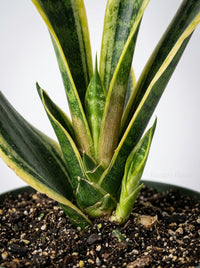 Sansevieria Trifasciata 'Fabi' Snake Plant