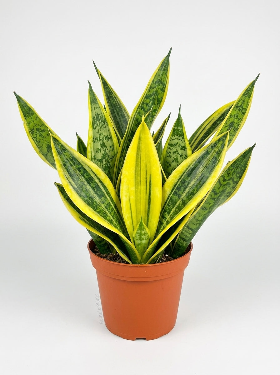 Snake 'Gold Flame'