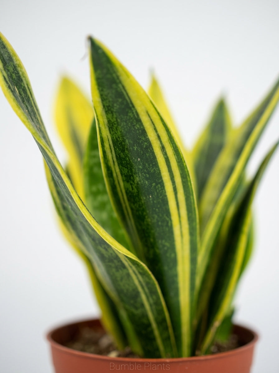 Snake 'Gold Flame'