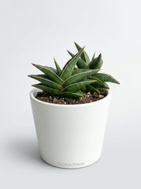 Snake 'Lavranos'