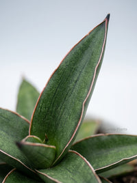 Snake 'Lavranos'