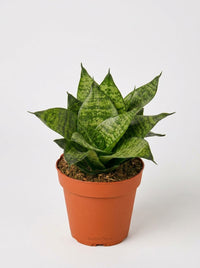 Sansevieria Trifasciata Black Robusta Snake Plant