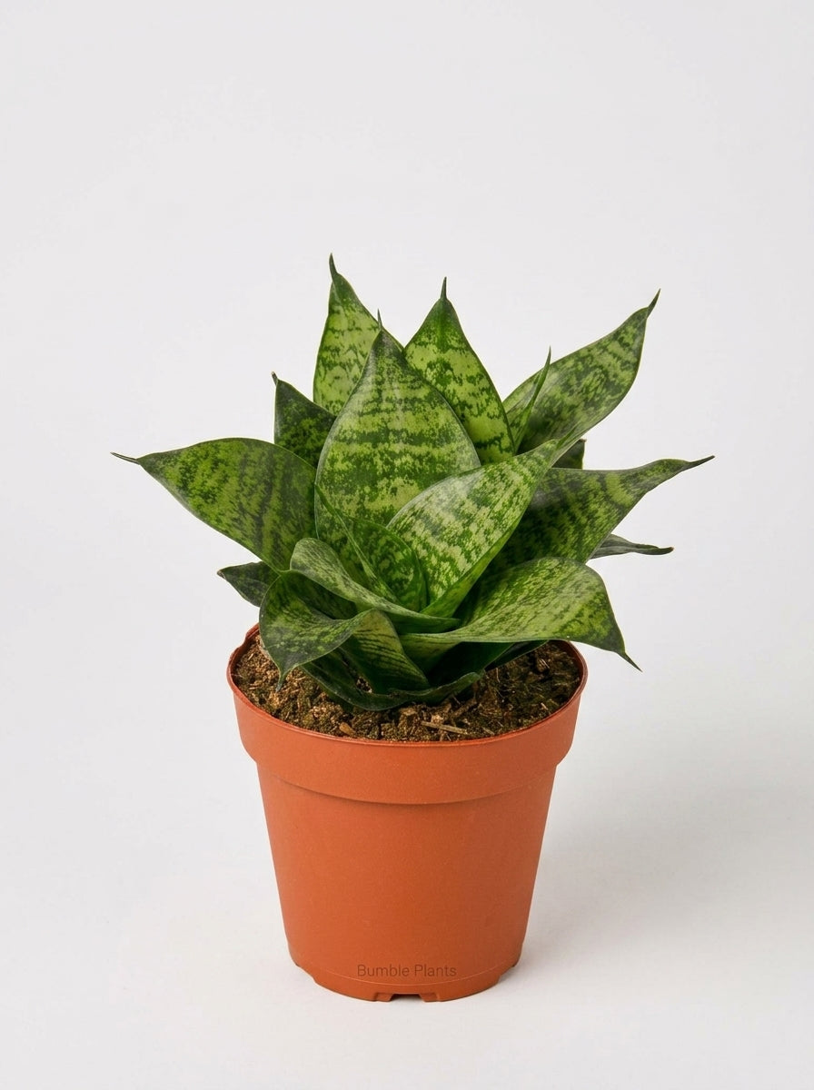 Sansevieria Trifasciata Black Robusta Snake Plant