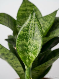 Sansevieria Trifasciata Black Robusta Snake Plant