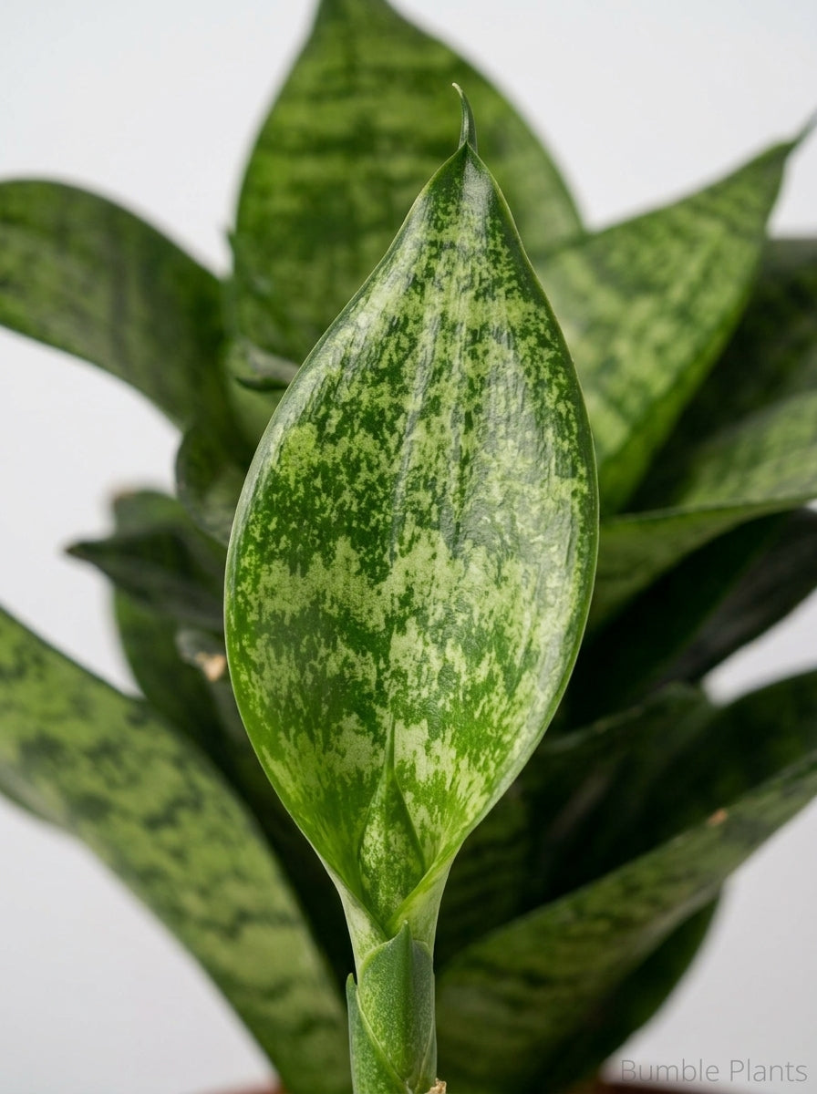 Sansevieria Trifasciata Black Robusta Snake Plant