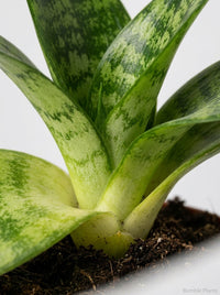 Sansevieria Trifasciata Black Robusta Snake Plant