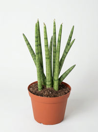 Sansevieria Cylindrica Snake Plant