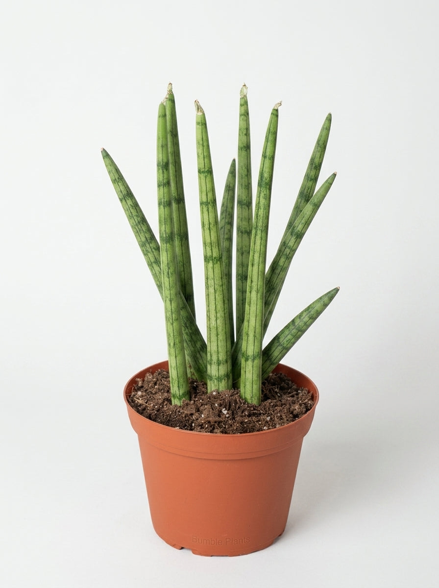 Sansevieria Cylindrica Snake Plant
