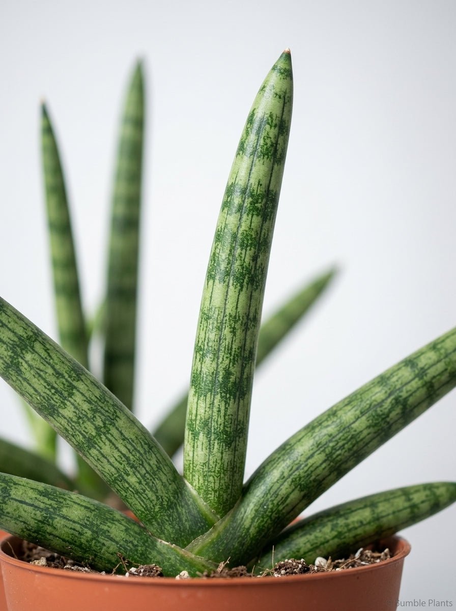 Sansevieria Cylindrica Snake Plant