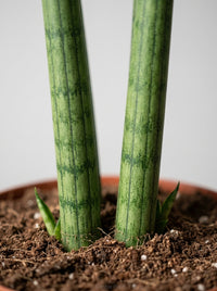 Sansevieria Cylindrica Snake Plant