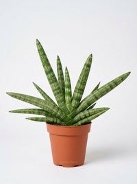 Snake Plant Starfish