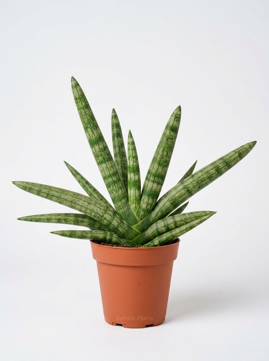 Snake Plant Starfish