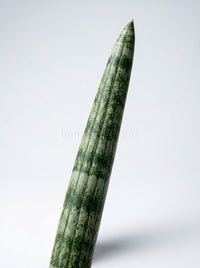Snake Plant Starfish