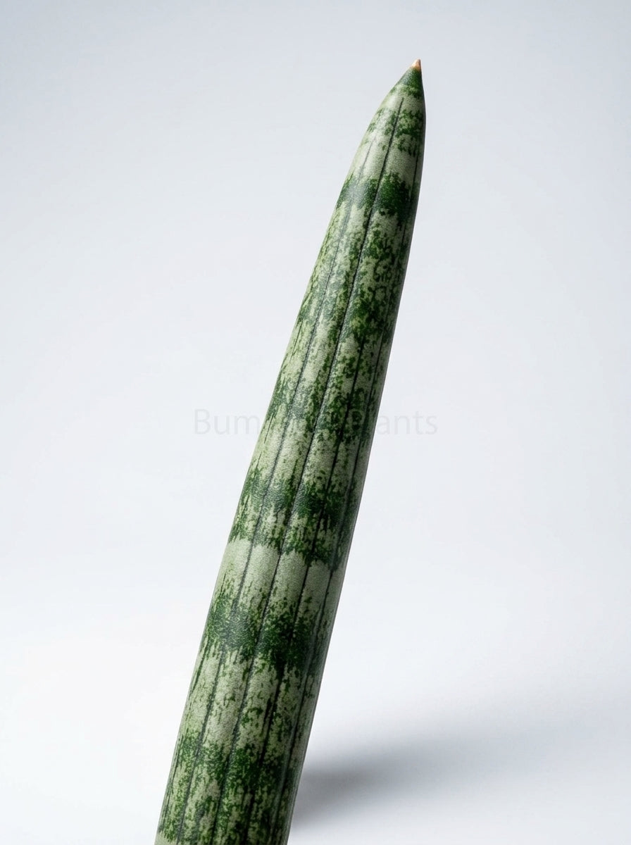 Snake Plant Starfish