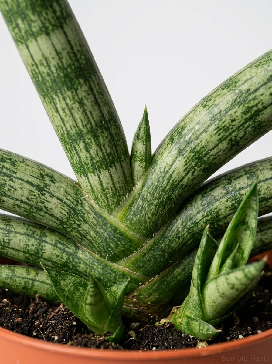 Snake Plant Starfish