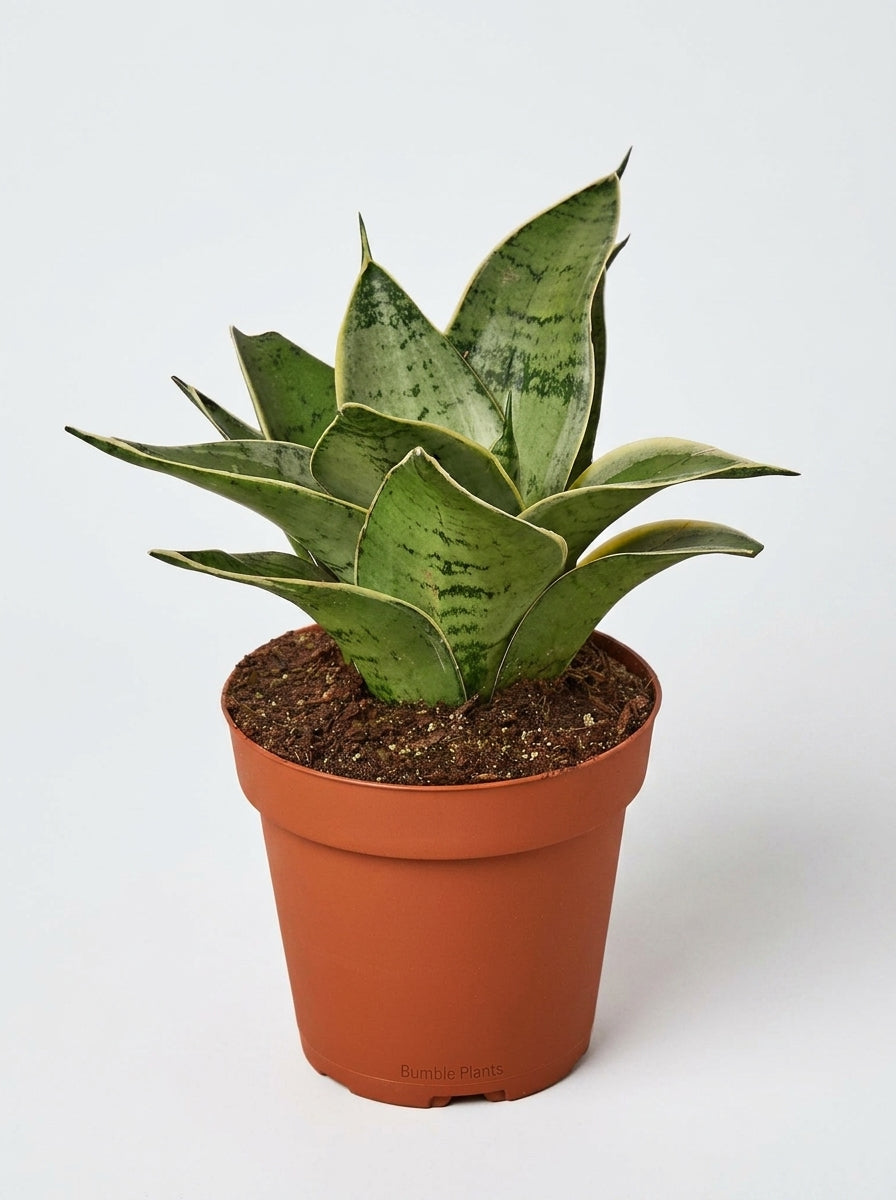 Sansevieria Trifasciata Starlight Snake Plant