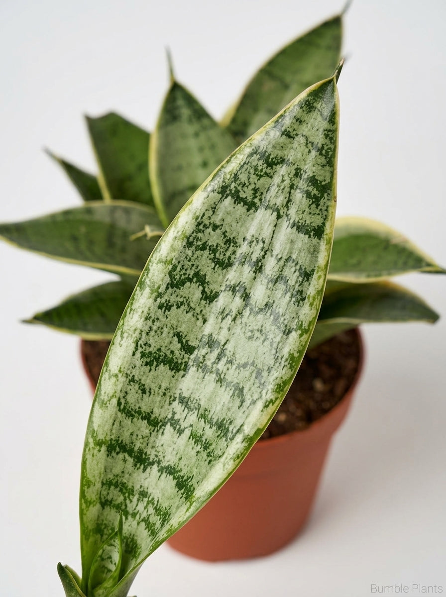 Sansevieria Trifasciata Starlight Snake Plant
