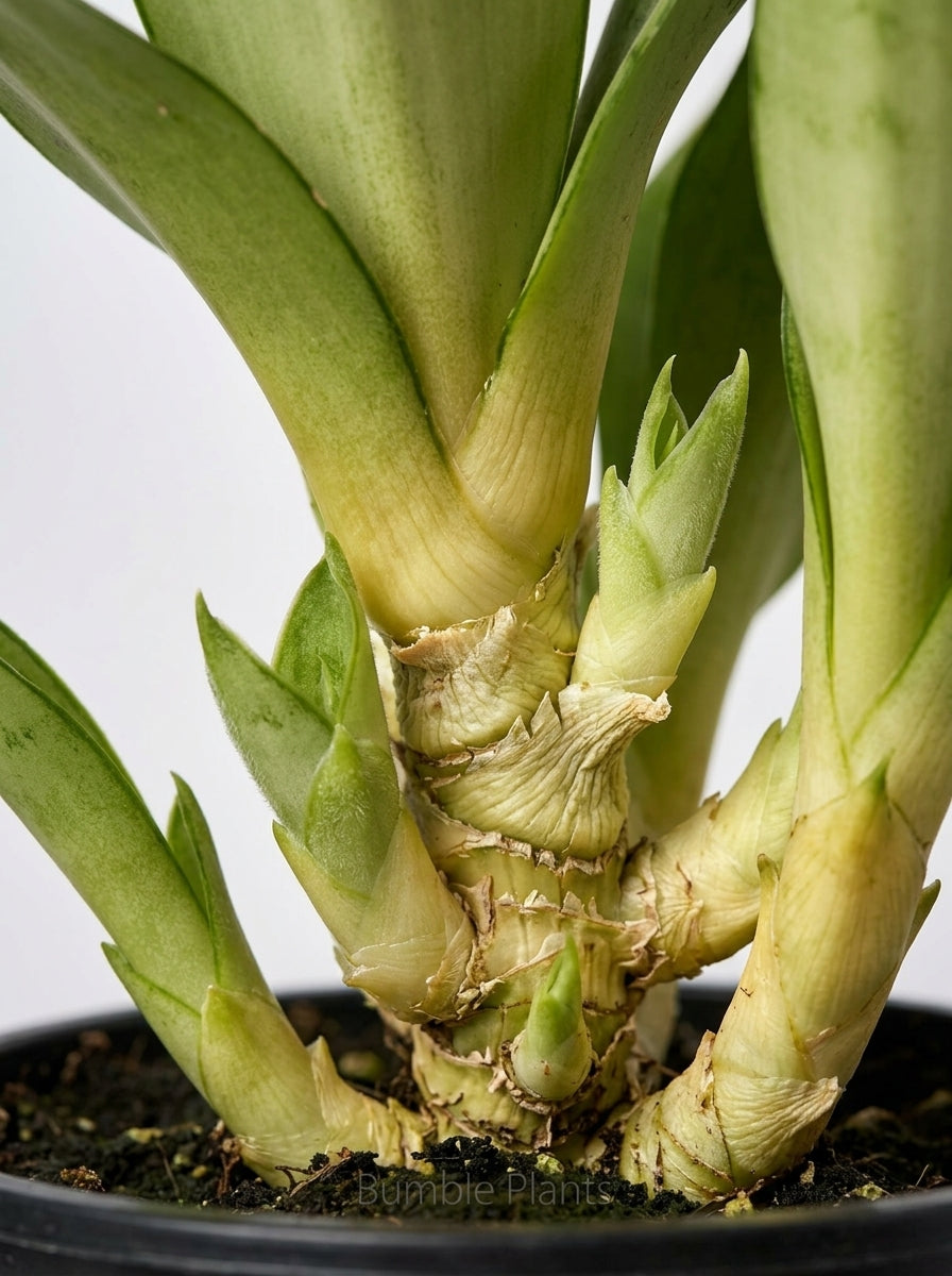 Sansevieria Trifasciata Starlight Snake Plant