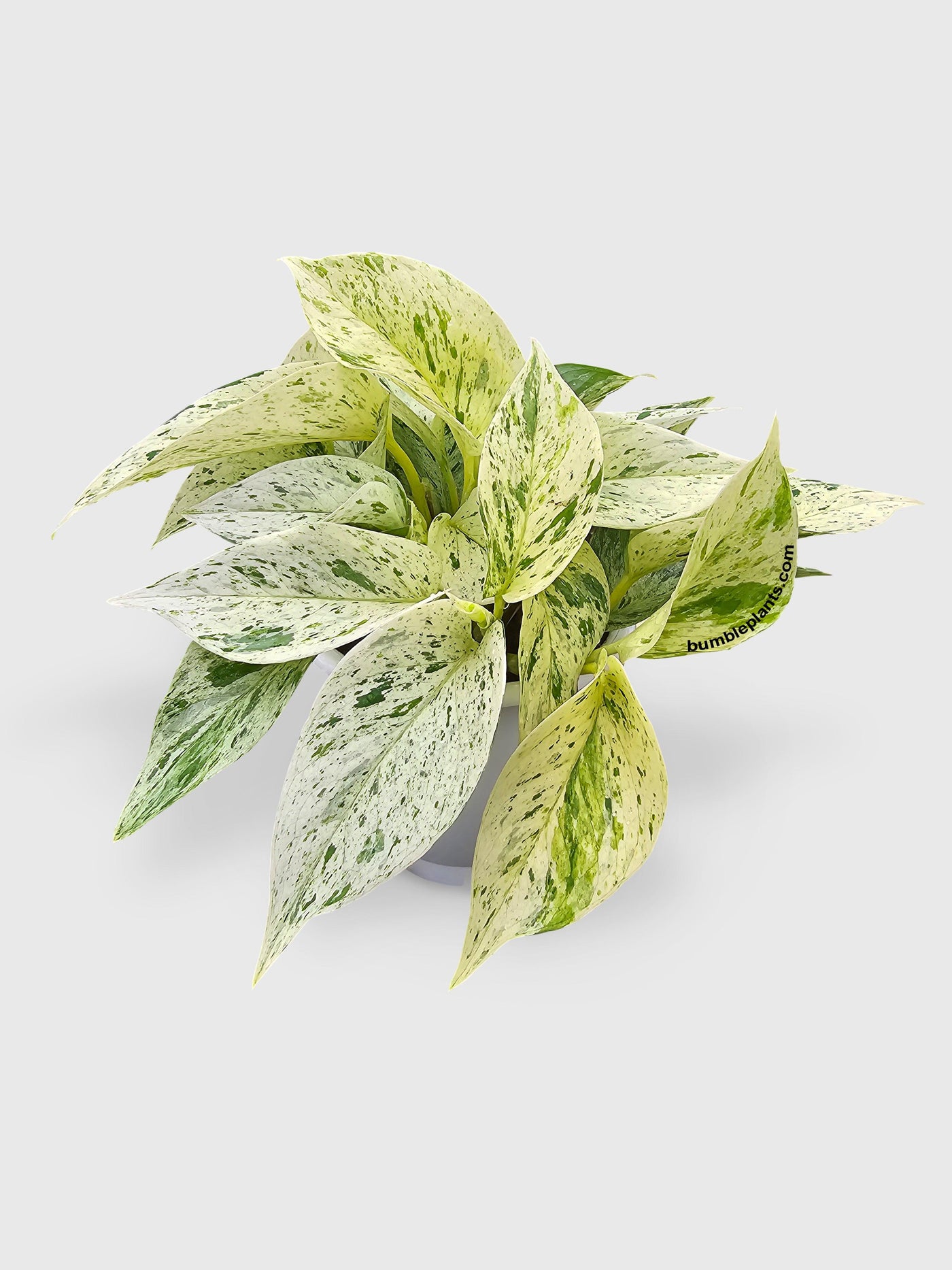 pothos white queen Snow White Icy Pothos