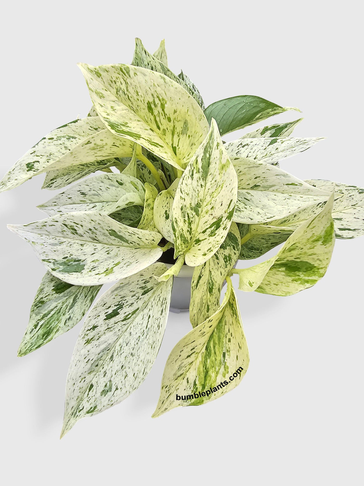 full snow queen pothos Live Snow White Icy Pothos