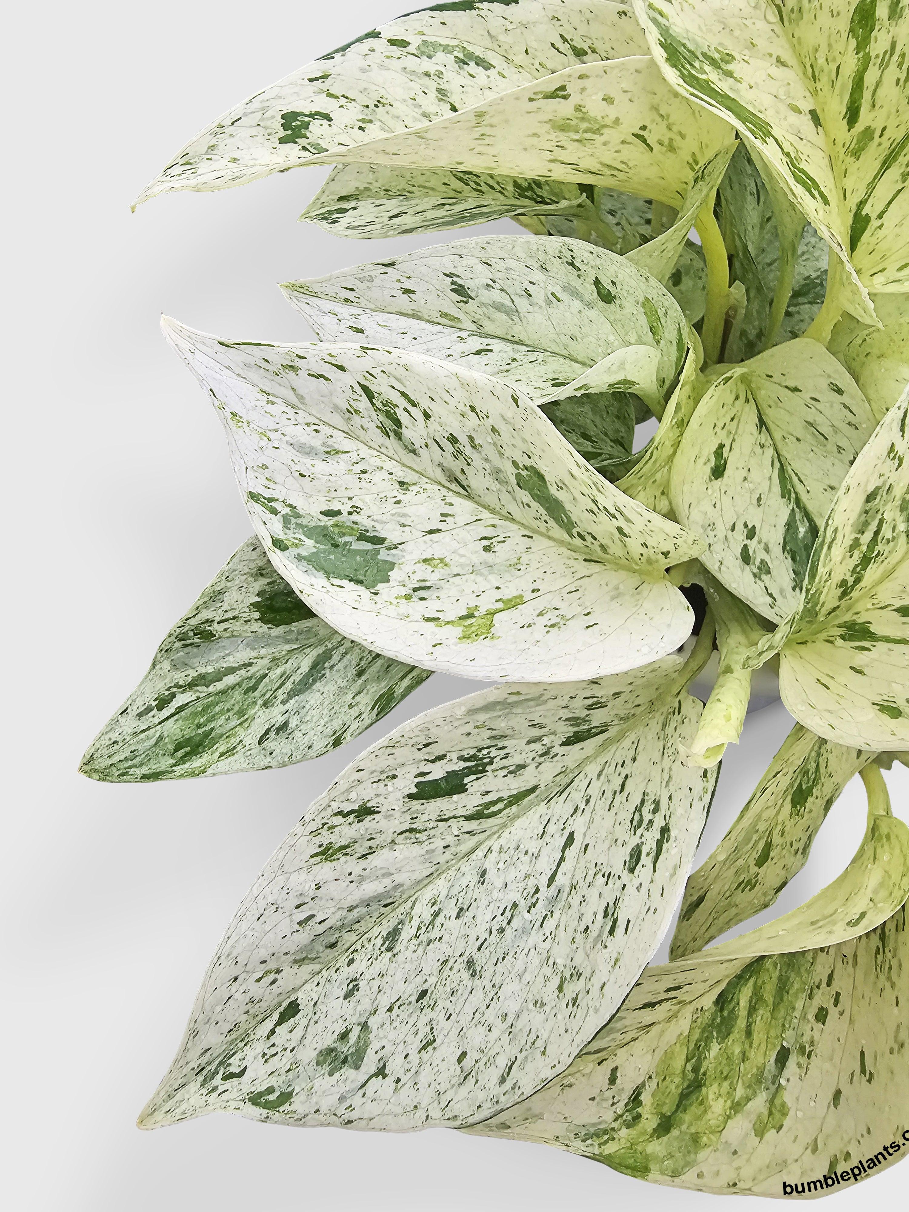 snow queen indoor plant Live Snow White Icy Pothos
