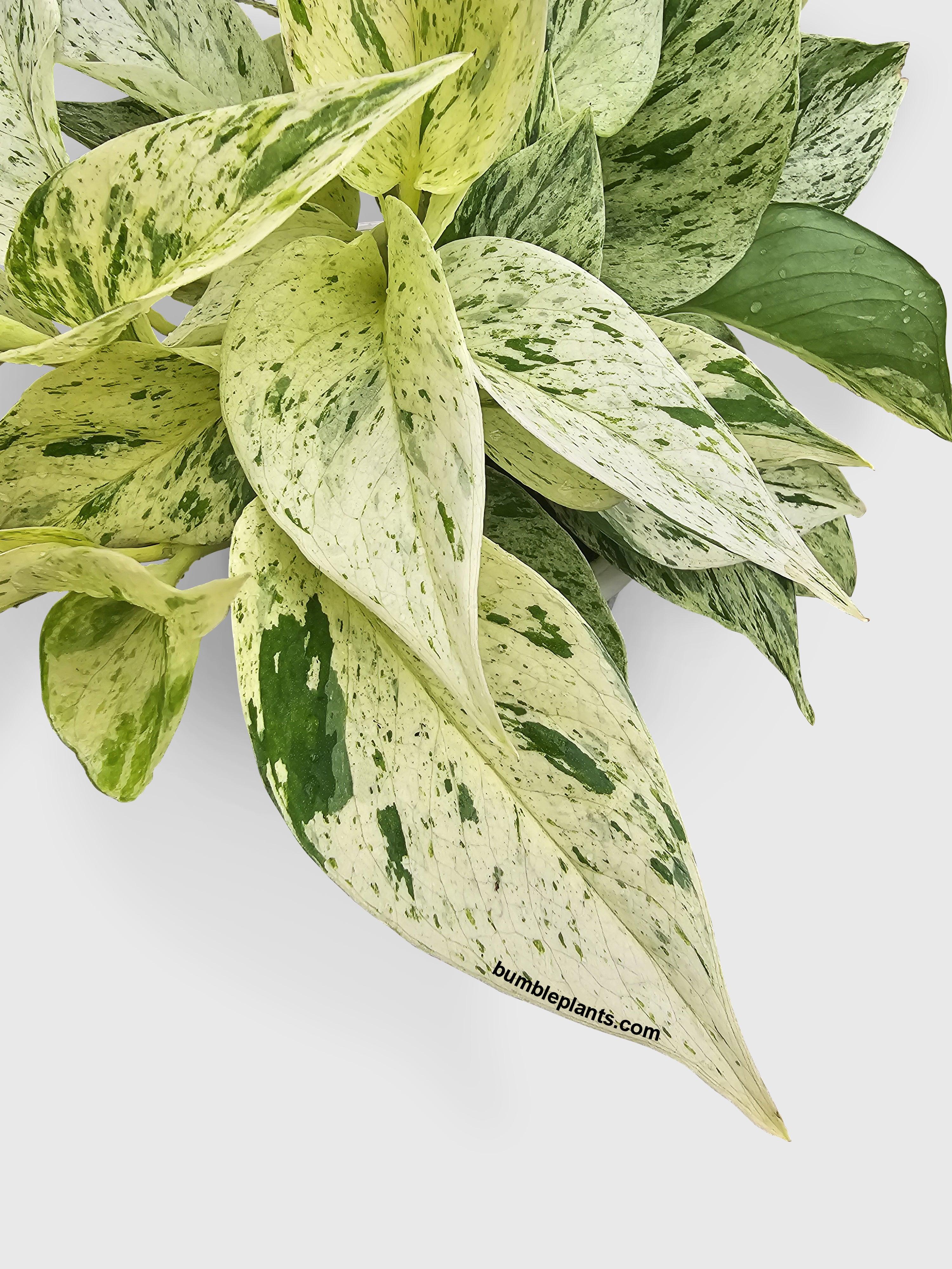 snow queen pothos yellow leaves Live Snow White Icy Pothos