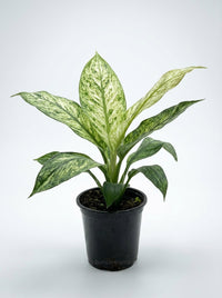 Variegated  Spathiphyllum Jessica Peace Lily