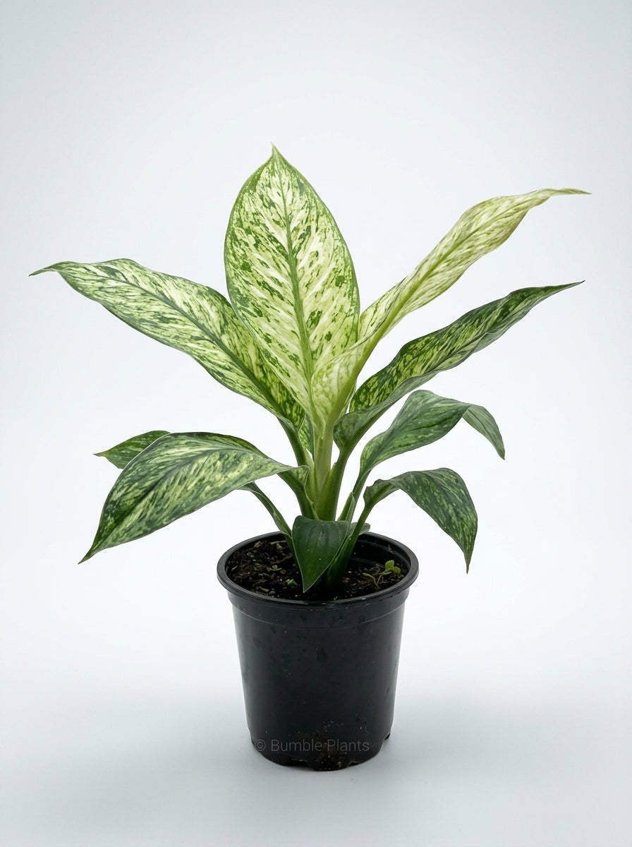 Variegated  Spathiphyllum Jessica Peace Lily