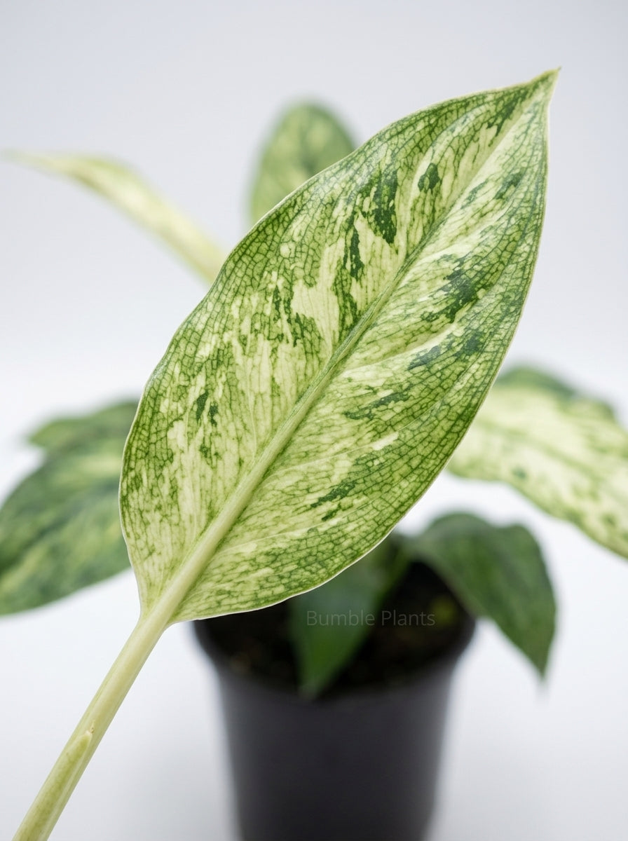 Variegated  Spathiphyllum Jessica Peace Lily