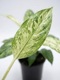 Variegated  Spathiphyllum Jessica Peace Lily