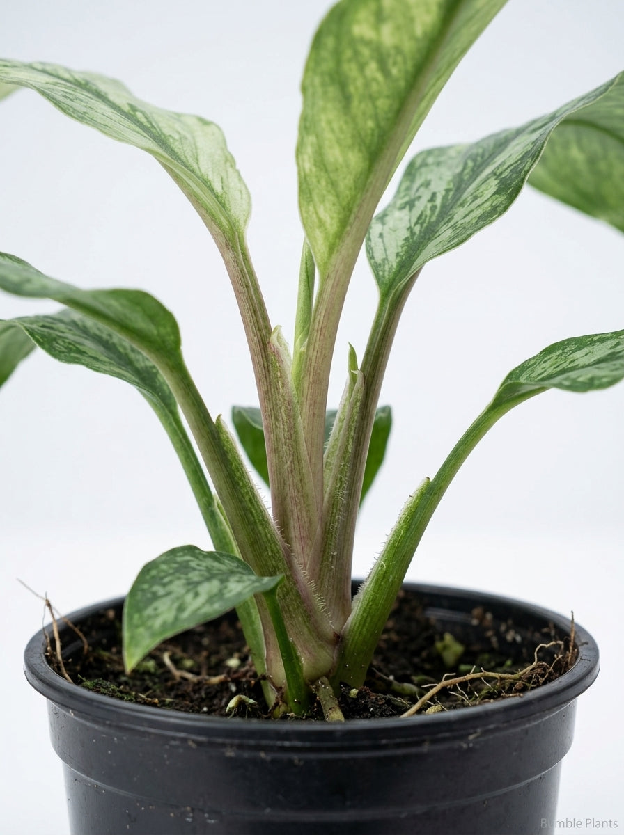 Variegated  Spathiphyllum Jessica Peace Lily