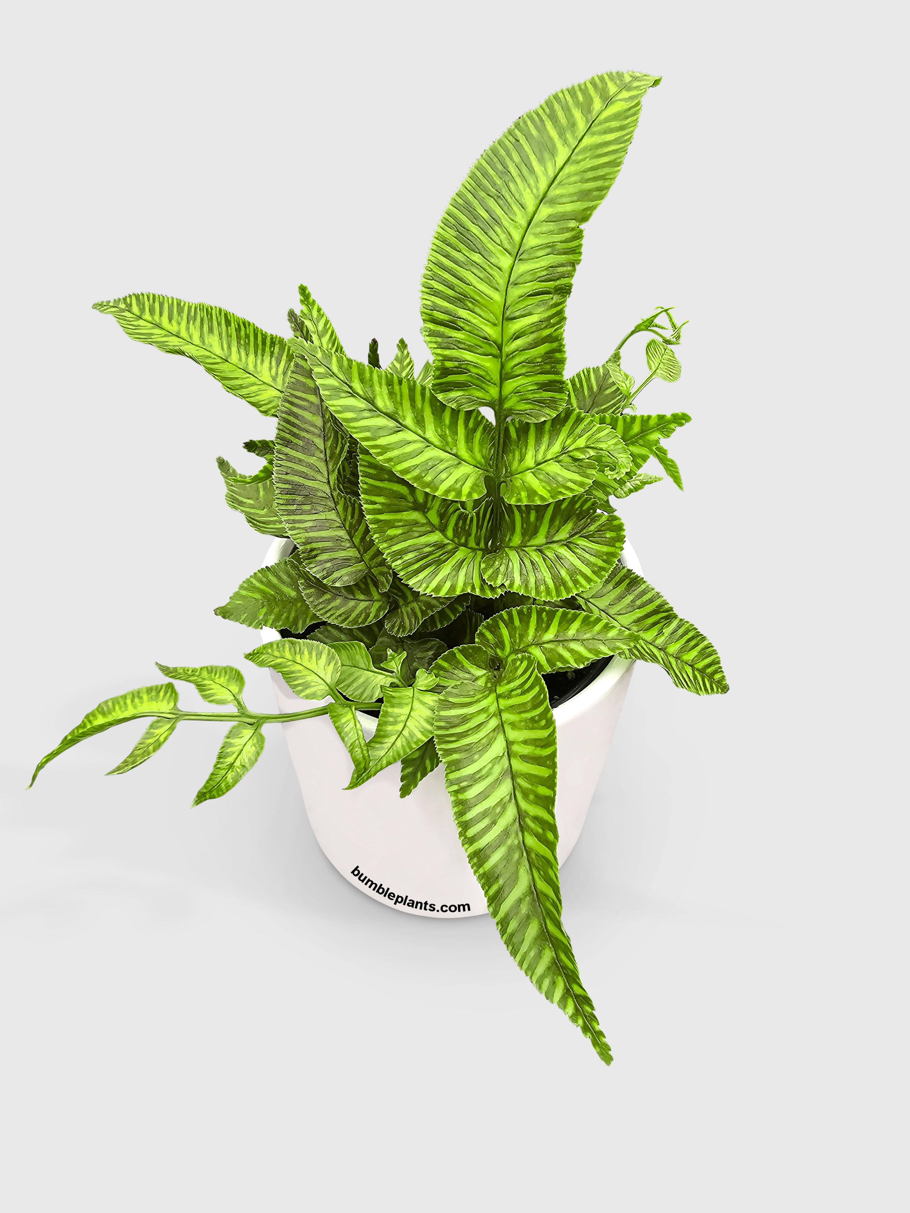 Striped Golden Zebra Bamboo Fern - Bumble Plants