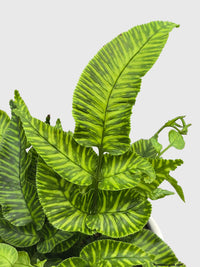 Striped Golden Zebra Bamboo Fern - Bumble Plants