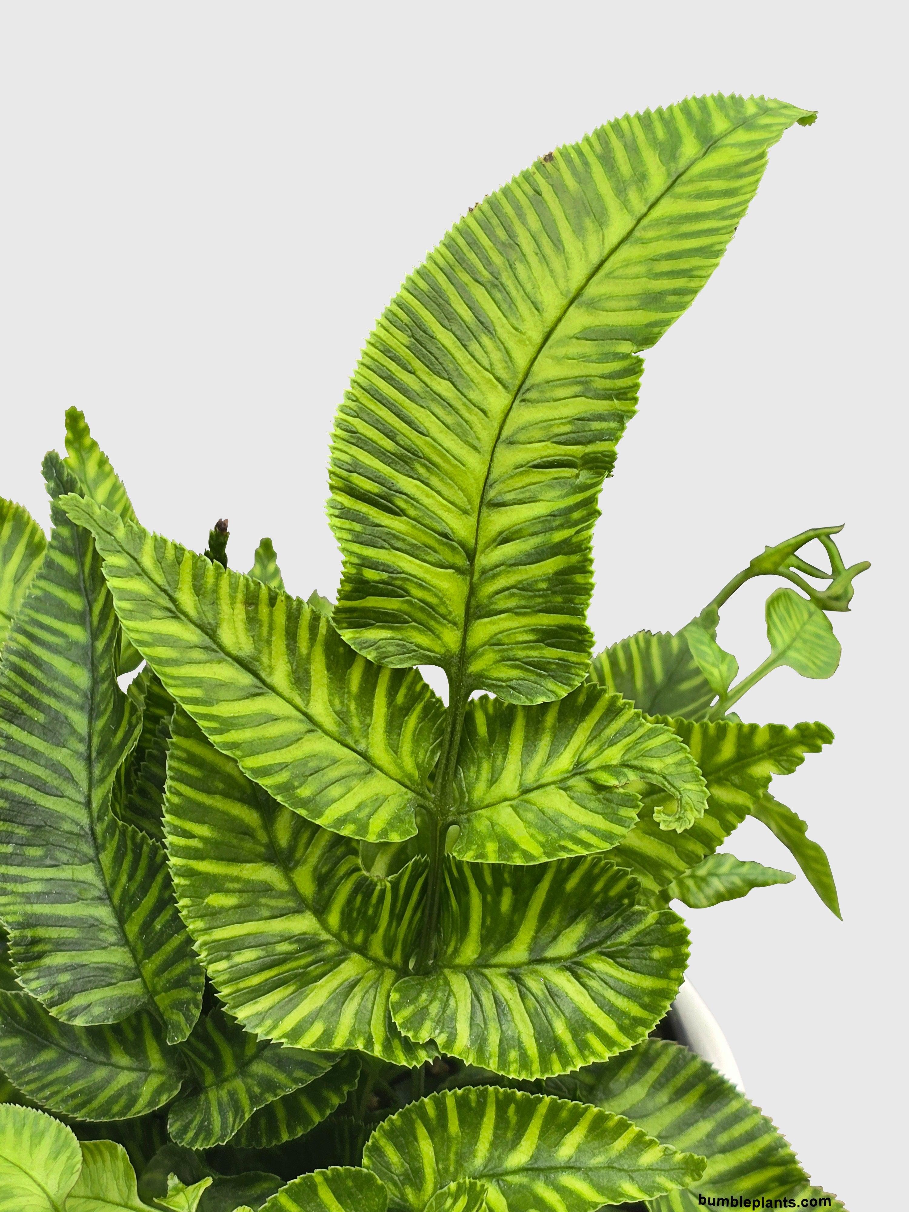 Striped Golden Zebra Bamboo Fern - Bumble Plants