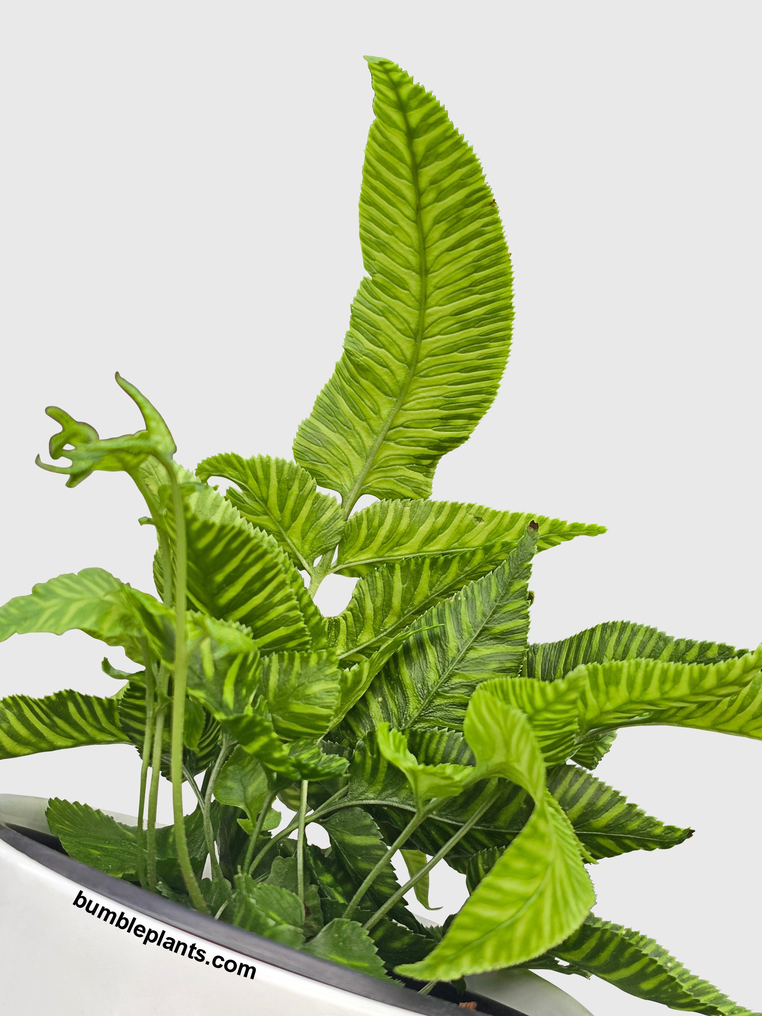 Striped Golden Zebra Bamboo Fern - Bumble Plants