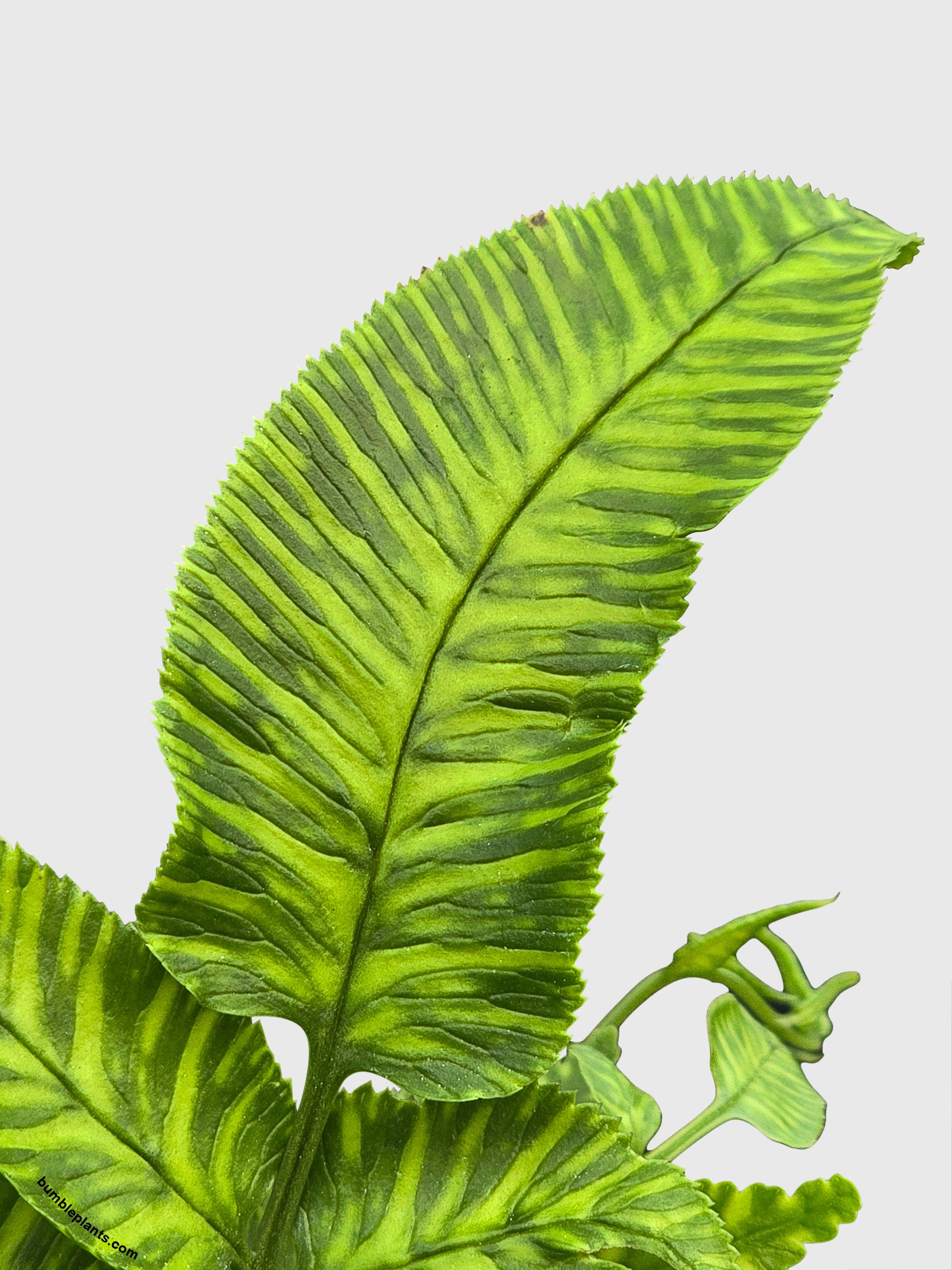 Striped Golden Zebra Bamboo Fern - Bumble Plants
