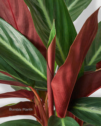 Stromanthe Sanguinea Tricolor