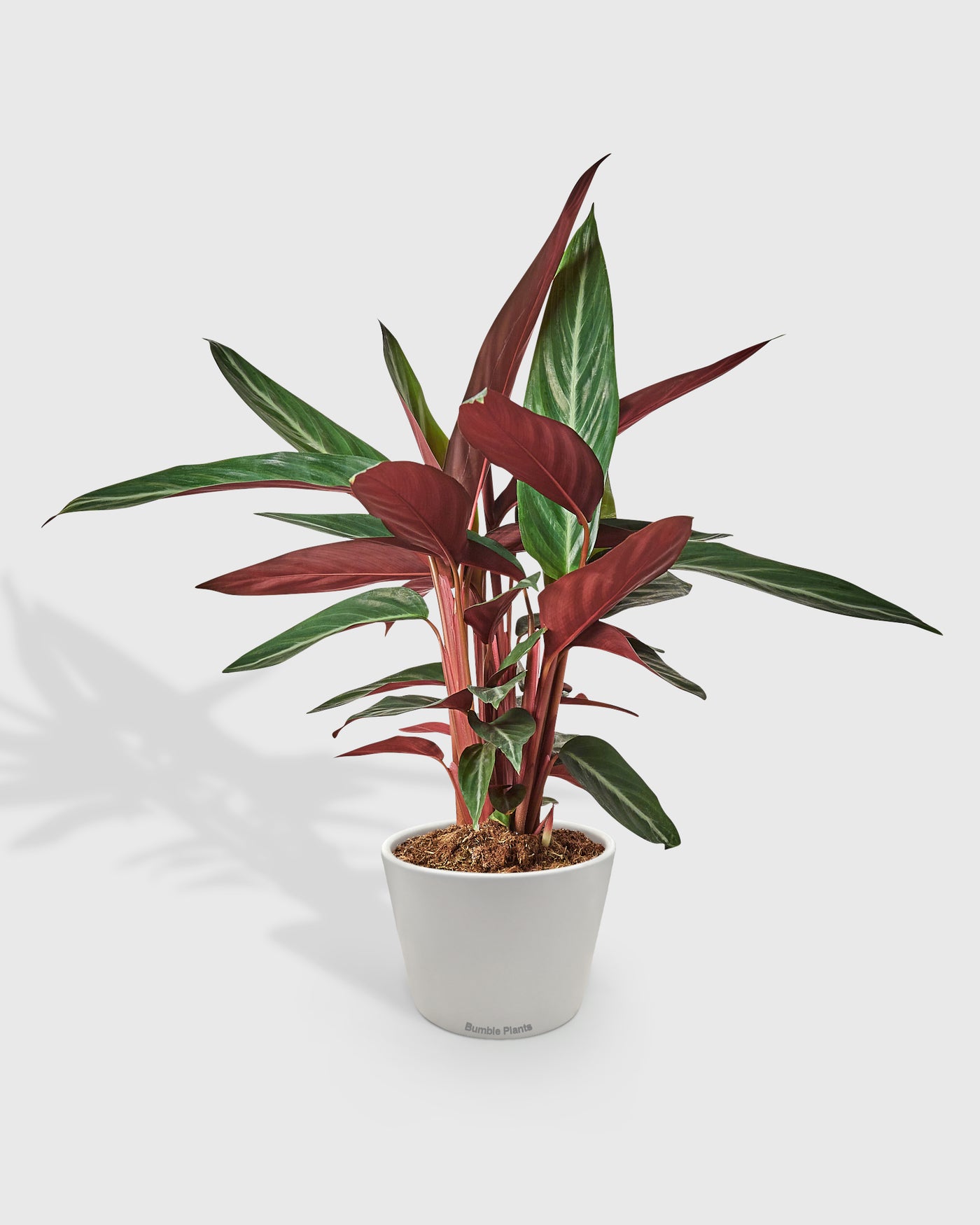 Stromanthe Sanguinea Tricolor
