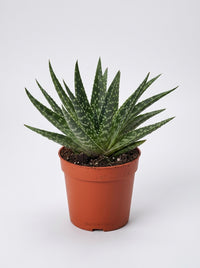 Gasteria Zimflora Succulent