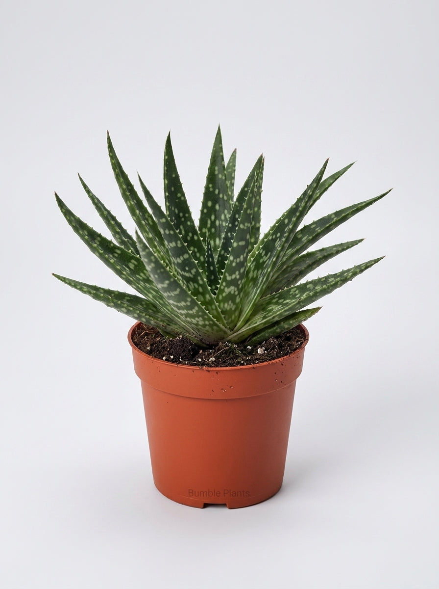 Gasteria Zimflora Succulent