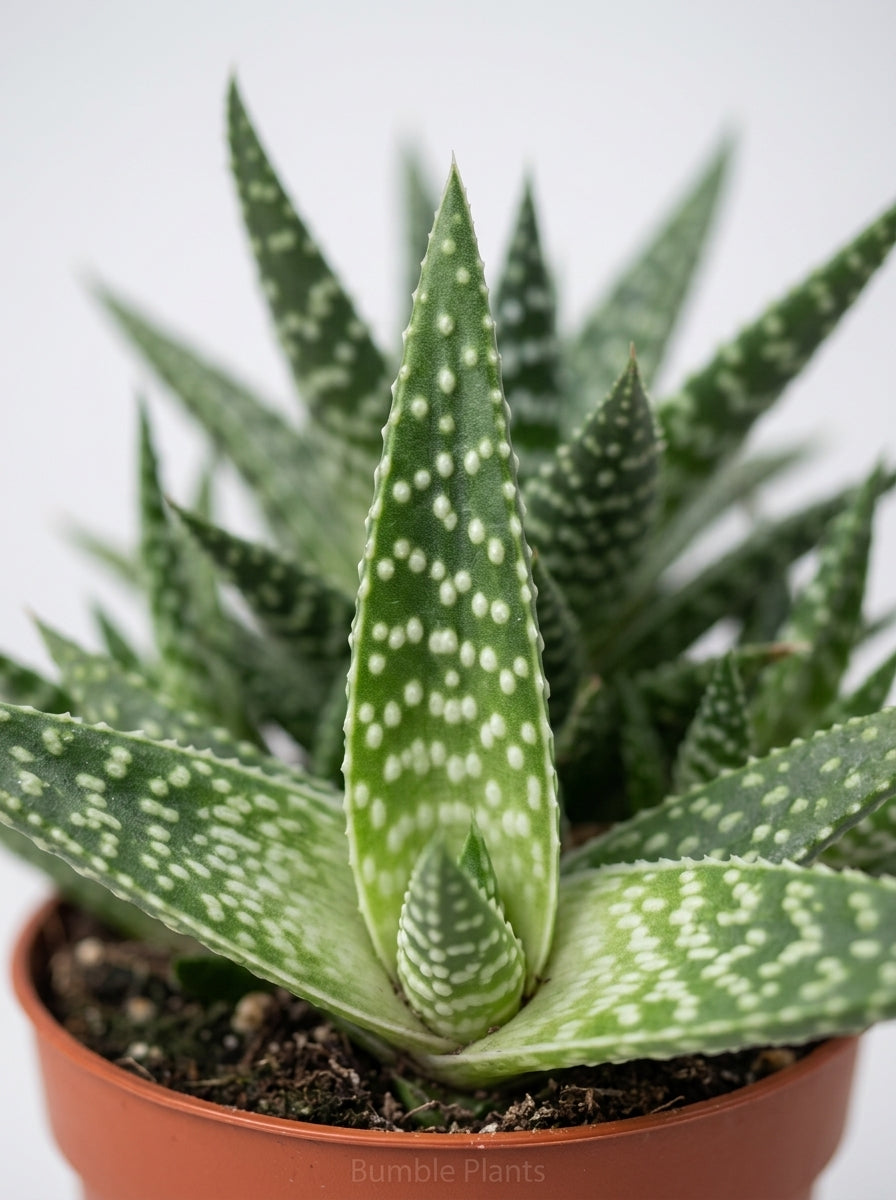 Gasteria Zimflora Succulent