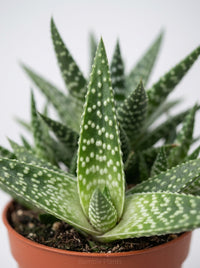 Gasteria Zimflora Succulent