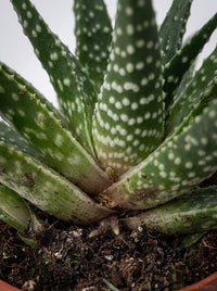 Gasteria Zimflora Succulent