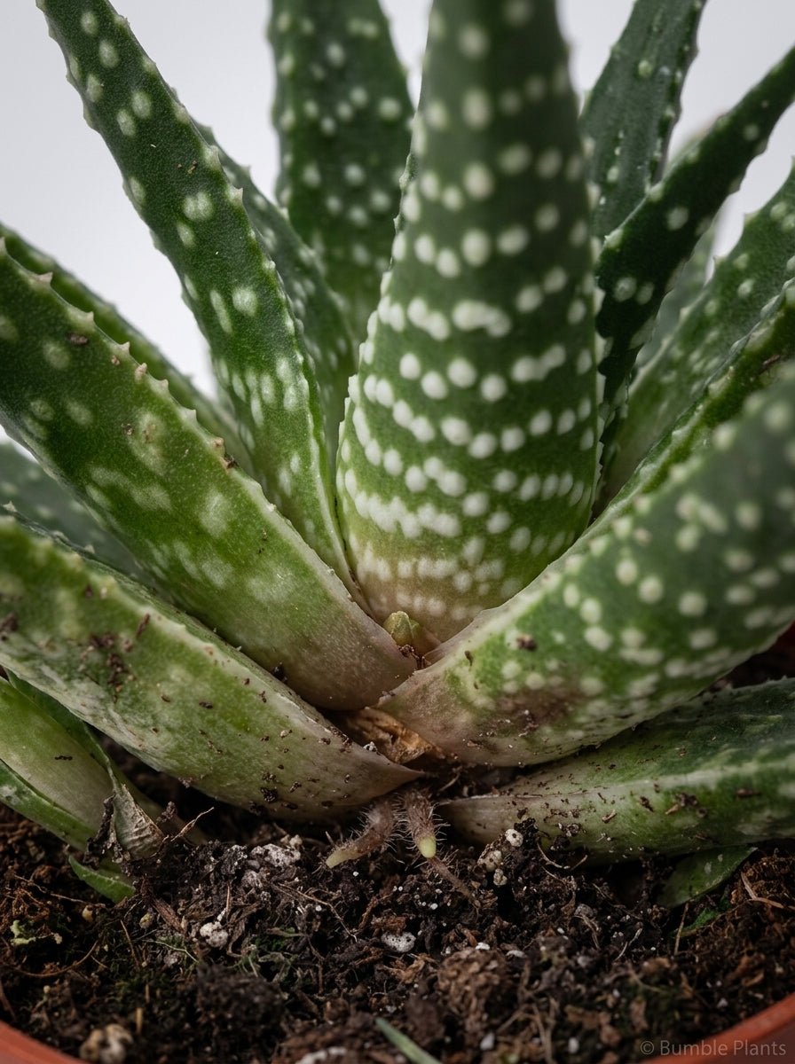Gasteria Zimflora Succulent
