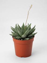 Haworthia Limifolia Miami Succulent