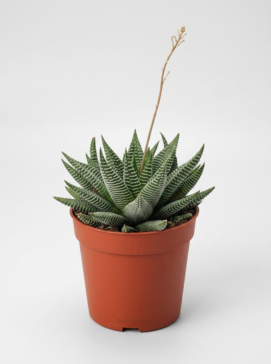 Haworthia Limifolia Miami Succulent