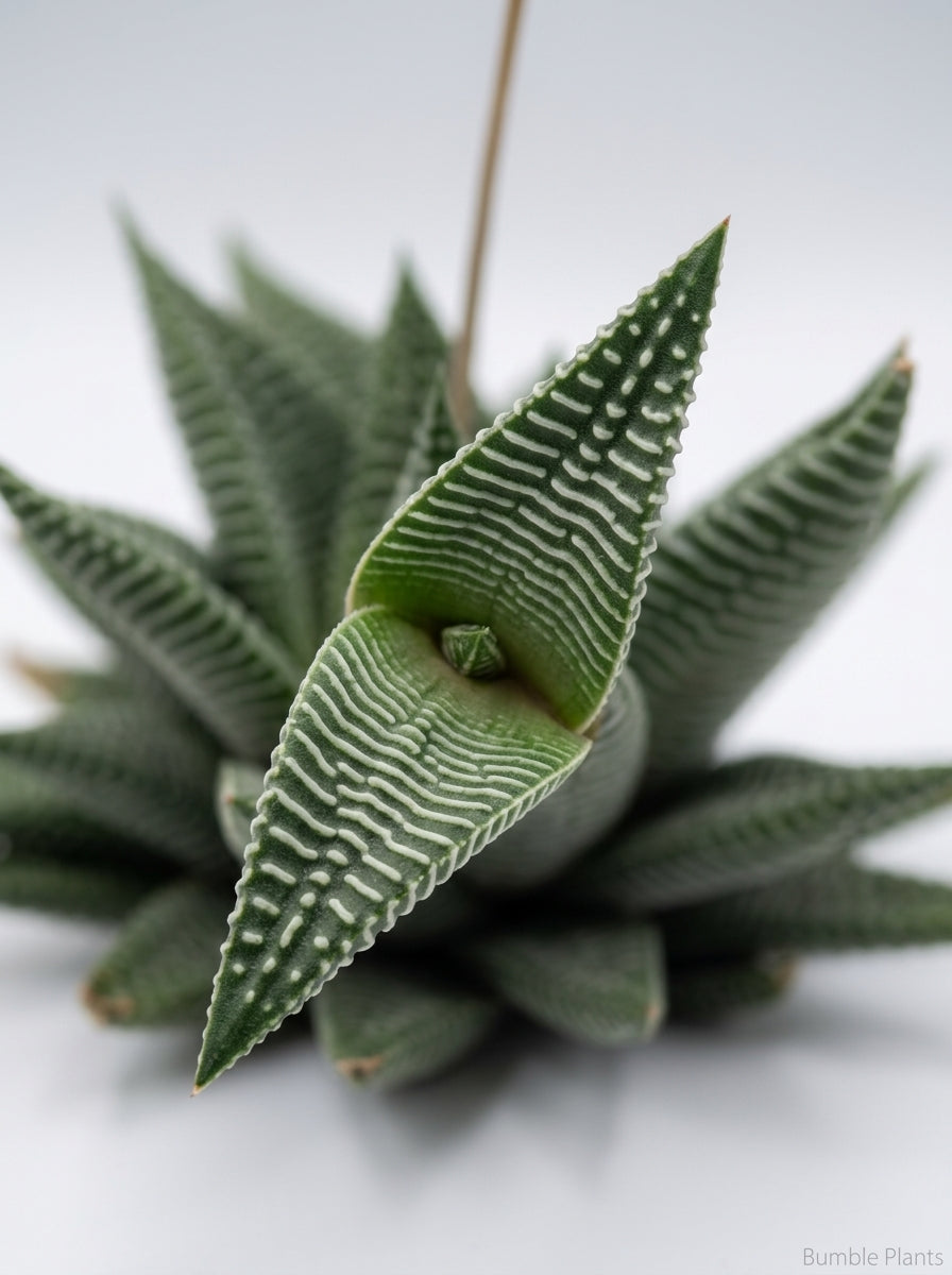 Haworthia Limifolia Miami Succulent