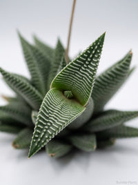 Haworthia Limifolia Miami Succulent