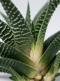 Haworthia Limifolia Miami Succulent