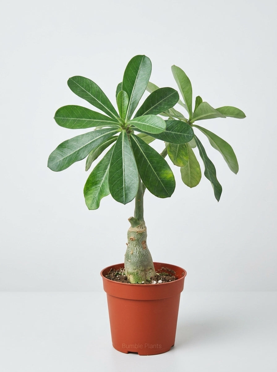 Adenium Obesum 'Desert Rose' Succulent